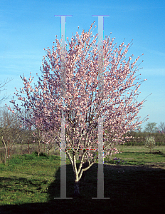 Picture of Prunus persica 
