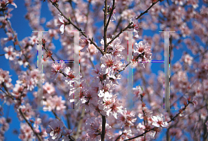 Picture of Prunus persica 