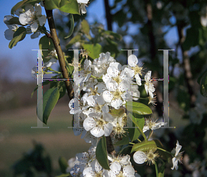 Picture of Malus sylvestris 