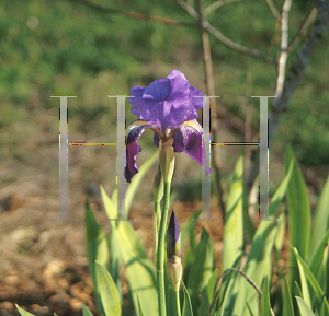 Picture of Iris germanica 