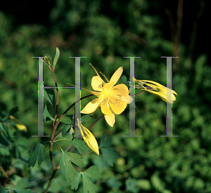 Picture of Aquilegia chrysantha var. hinckleyana 
