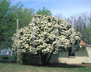 Picture of Photinia serrulata 