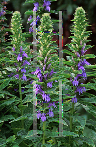 Picture of Lobelia siphilitica 