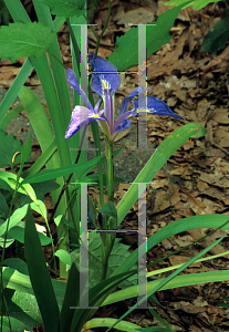 Picture of Iris verna 
