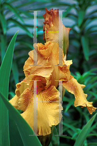 Picture of Iris germanica 'Fancy Brass'