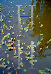 Picture of Myriophyllum aquaticum 