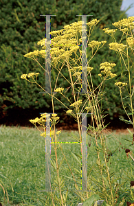 Picture of Patrinia scabiosifolia 