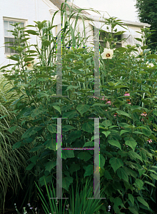 Picture of Hibiscus moscheutos ssp. palustris 