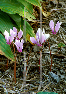 Picture of Cyclamen hederifolium 