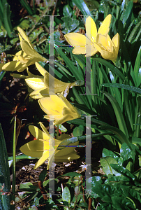 Picture of Sternbergia lutea 