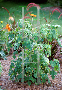 Picture of Tithonia rotundifolia 