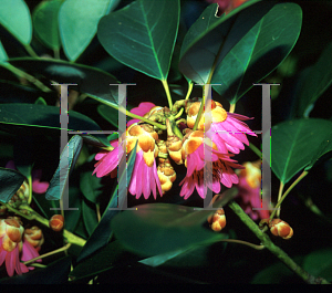 Picture of Rhodoleia championii 