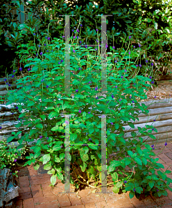 Picture of Stachytarpheta jamaicensis 