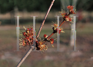 Picture of Acer rubrum 