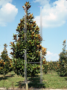 Picture of Magnolia grandiflora 'Miss Chloe'