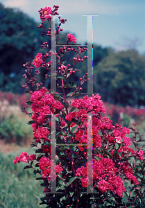 Picture of Lagerstroemia indica 'Red Rocket'