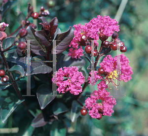 Picture of Lagerstroemia indica 'Red Velvet'