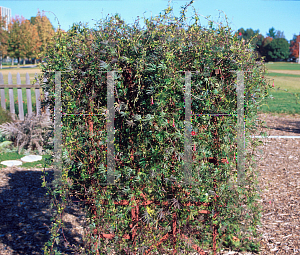 Picture of Ipomoea x multifida 