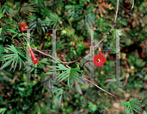 Picture of Ipomoea x multifida 