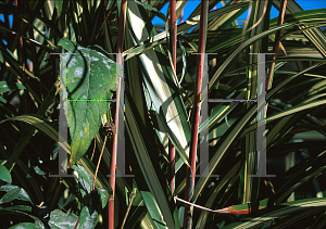 Picture of Miscanthus sinensis 'Cabaret'