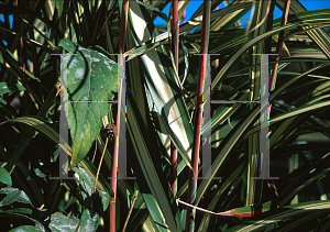 Picture of Miscanthus sinensis 'Cabaret'