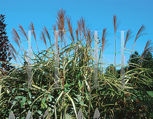 Picture of Miscanthus sinensis 'Cabaret'