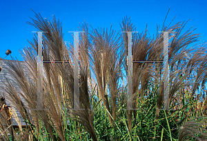 Picture of Miscanthus sinensis 'Autumn Light'