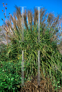 Picture of Miscanthus sinensis 'Autumn Light'