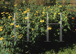 Picture of Tithonia rotundifolia 'Aztec Sun'