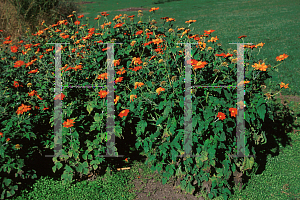 Picture of Tithonia rotundifolia 'Sundance'