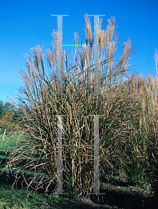 Picture of Miscanthus sinensis 'Puenktchen'