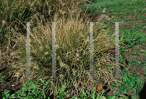 Picture of Pennisetum alopecuroides 'Little Bunny'