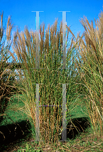 Picture of Miscanthus sinensis 'Yaku Jima'