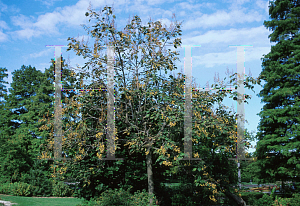 Picture of Paulownia tomentosa 