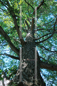 Picture of Ginkgo biloba 