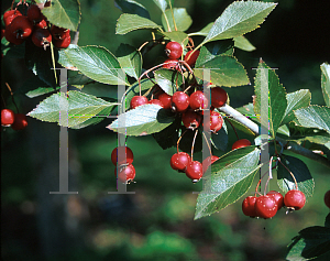 Picture of Crataegus crus-galli 'Hooks'