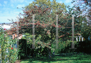 Picture of Crataegus crus-galli 'Hooks'