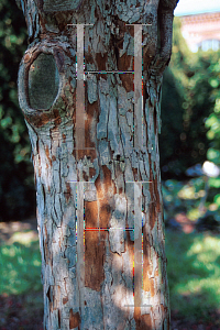 Picture of Crataegus crus-galli 'Hooks'