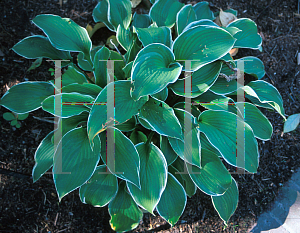 Picture of Hosta  'Frosted Jade'