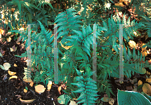 Picture of Athyrium nipponicum 'Pictum'