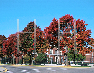 Picture of Acer rubrum 