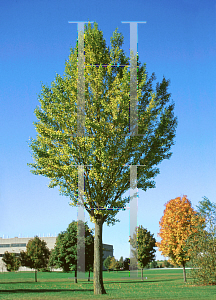 Picture of Ginkgo biloba 