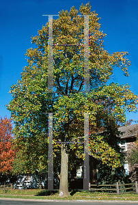 Picture of Liriodendron tulipifera 