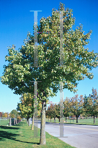 Picture of Liquidambar styraciflua 