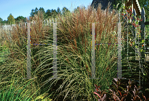 Picture of Miscanthus sinensis 'Morning Light'