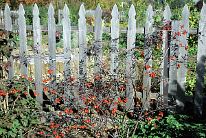 Picture of Rosa glauca 