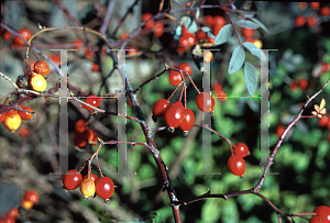 Picture of Rosa glauca 