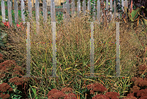 Picture of Panicum virgatum 'Rotstrahlbusch'