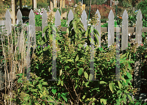 Picture of Hydrangea paniculata 'Tardiva'