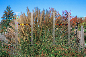 Picture of Miscanthus sinensis 'Yaku Jima'